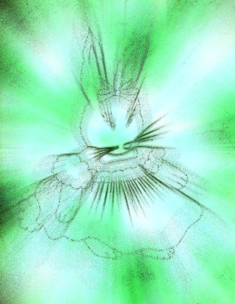 bunny