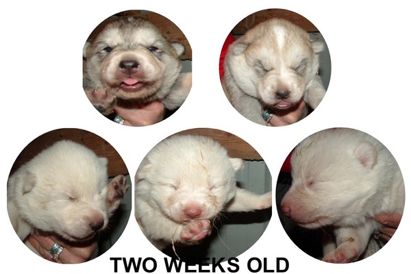 WOLF PUPS 2 WKS