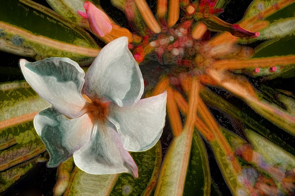 PLUMERIA FOREST