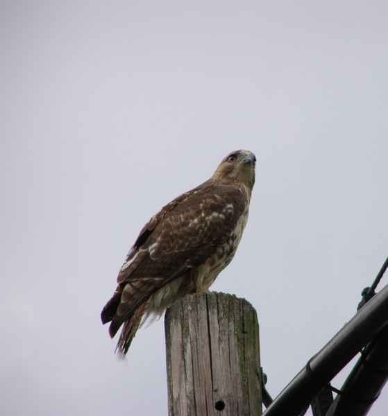 Watchful Hawkeye