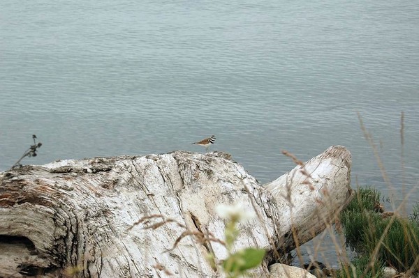killdeer