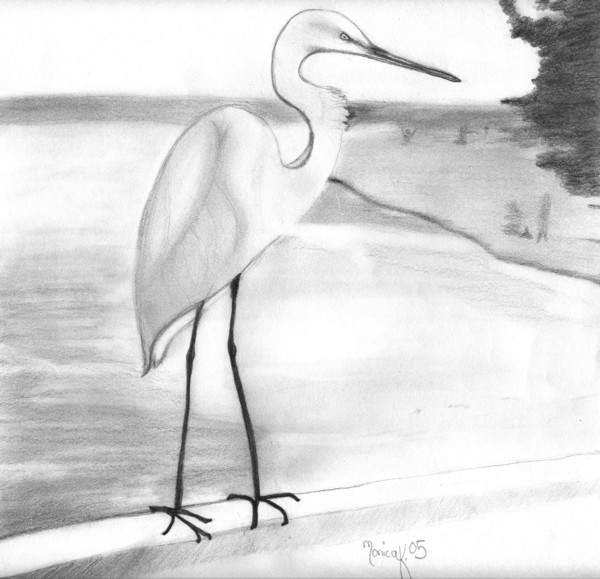 Florida wading bird