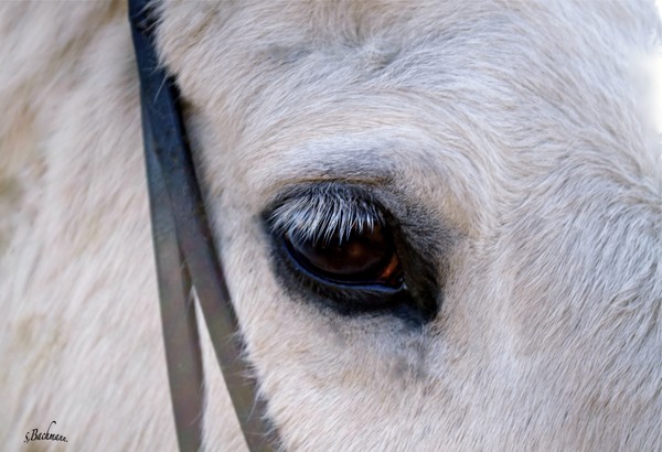  The beauty of the eye !