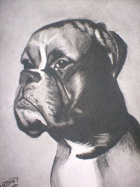 Boxer Dog