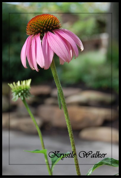 Single Purple Daisey