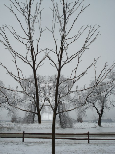 Spirit of the Tree