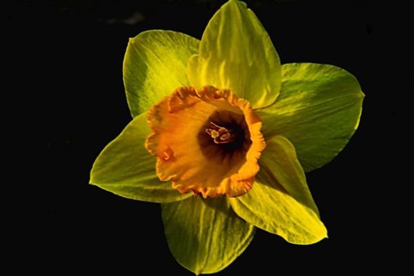 daffodil