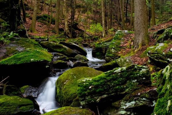 moss and water