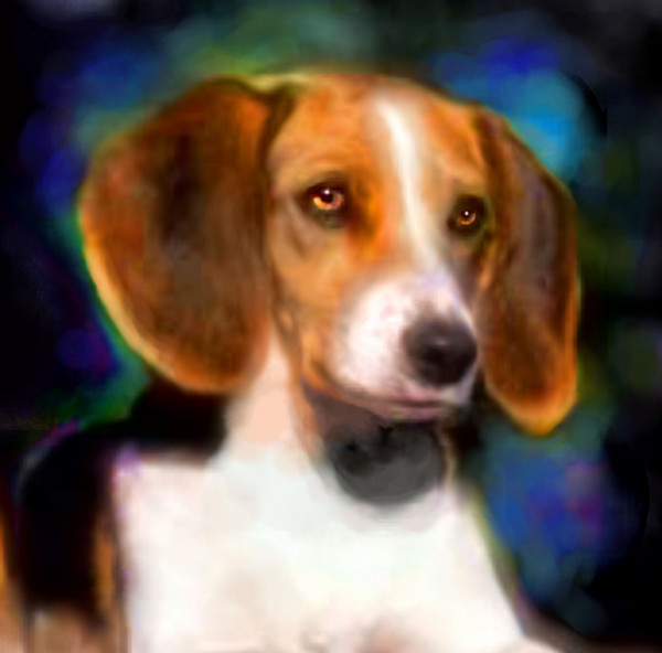 Beautiful Beagle