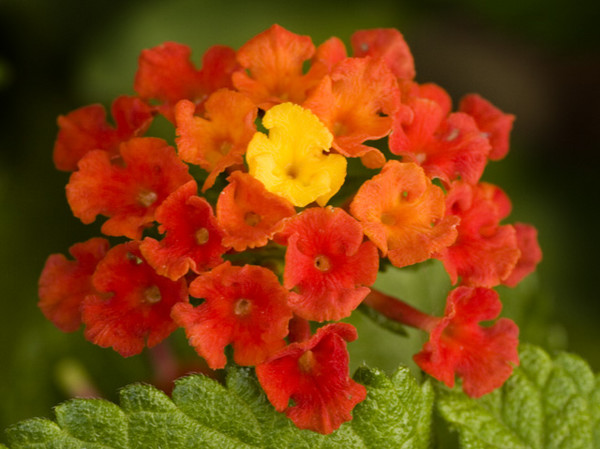 Popcorn Flower Sunrise