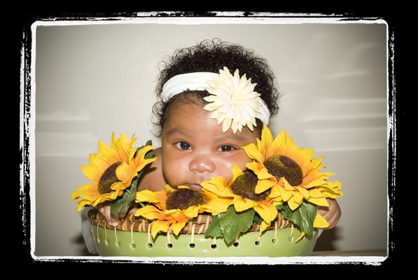 my sunflower