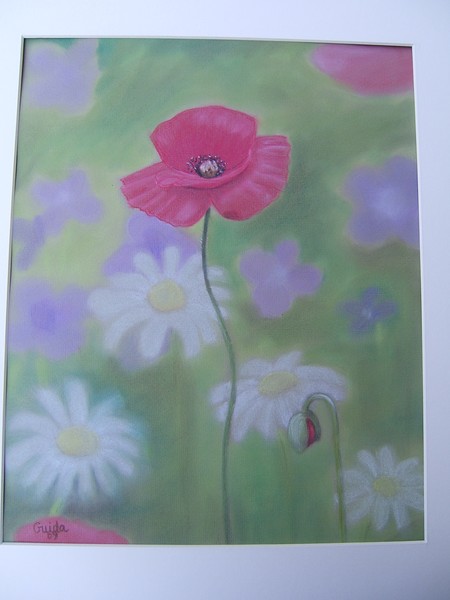 Red Poppy