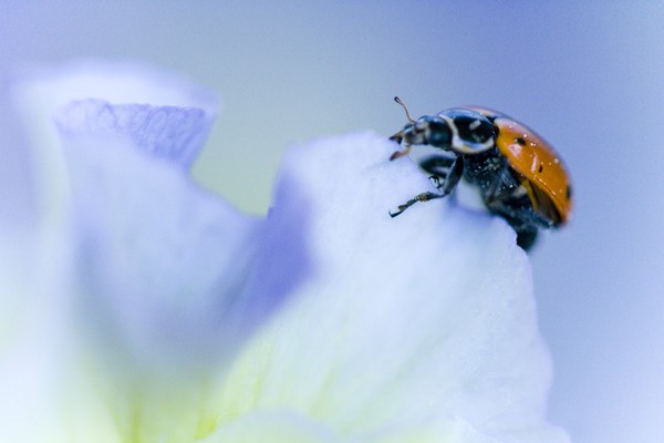 Ladybug in Violas