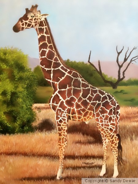 Giraffe's Life