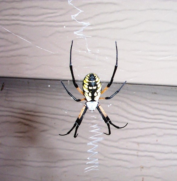 Charlie's Web