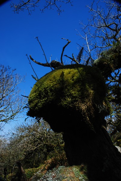 THE BUG TREE