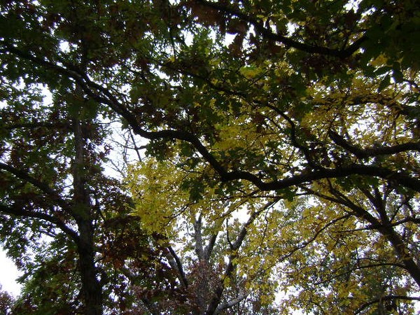 Fall Trees
