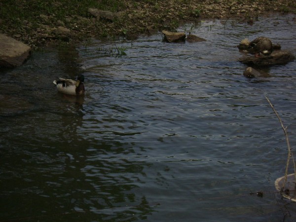 Going for a swim
