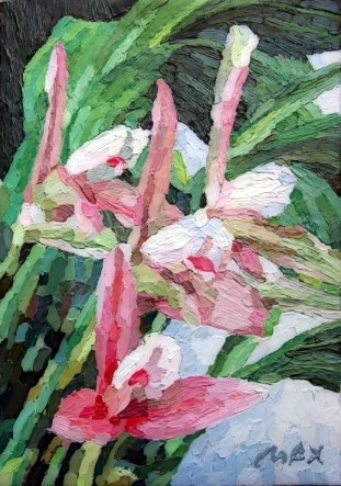 Pink Orchids