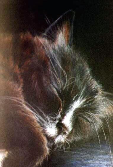 A black and white cat