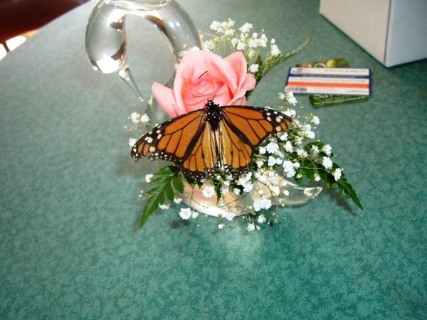 Butterfly on rose