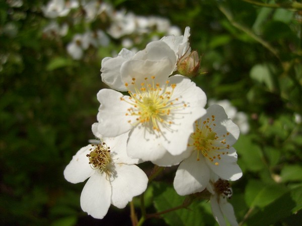 Blooms of Summer,Wild Michigan Rose.