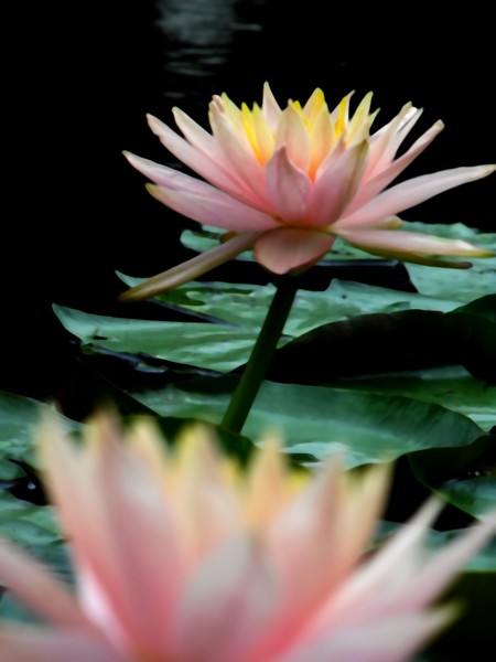 Lillies in Pink