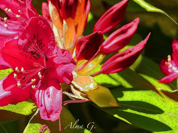      The Rhodadendrum