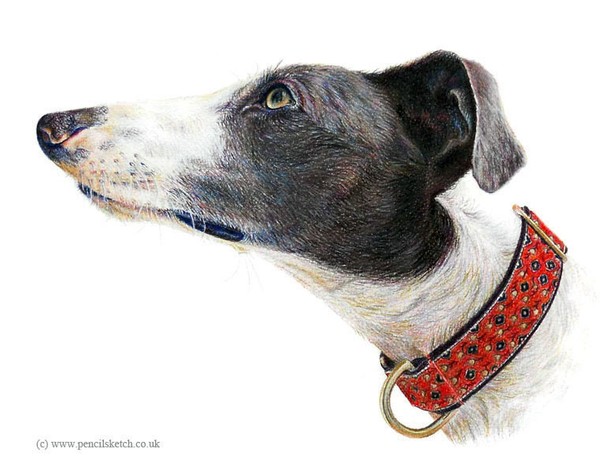 Greyhound
