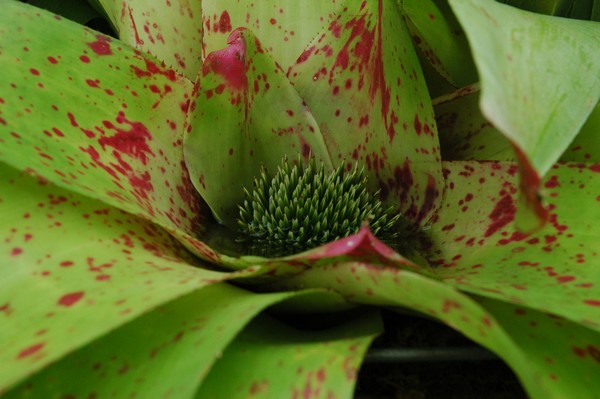 bromeliad