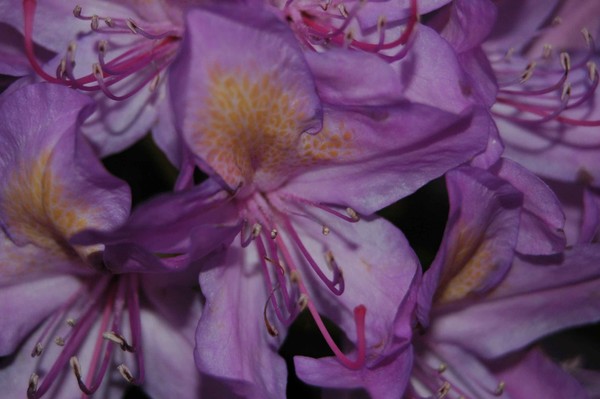 Purple Beauties