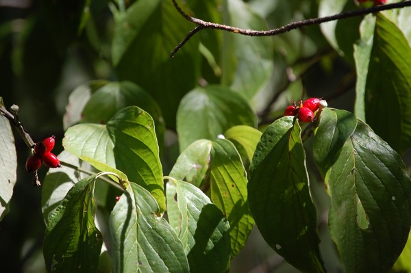 dogwood details