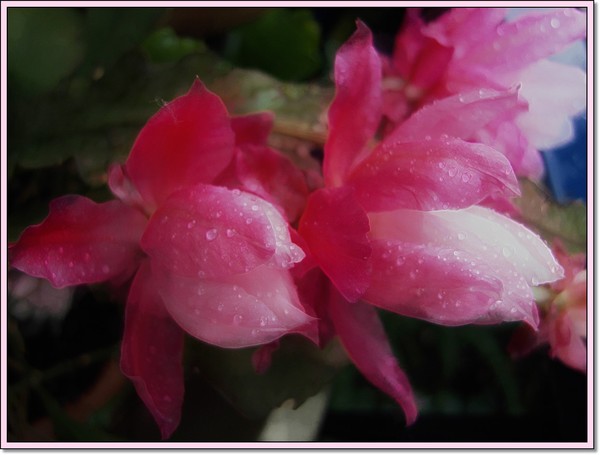 Cactus Flowers