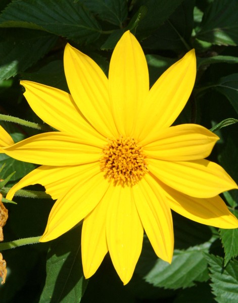 Sunshine