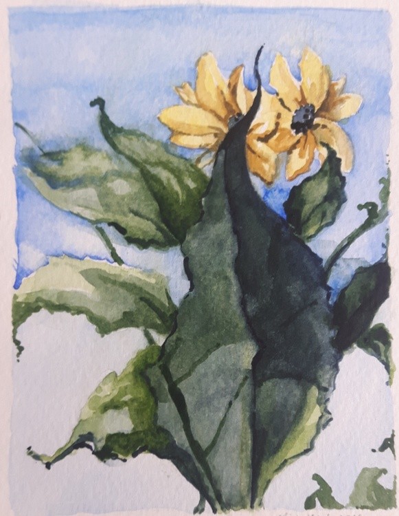 Wild Sunflower