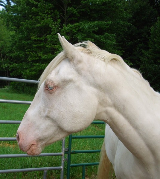 Jester_profile