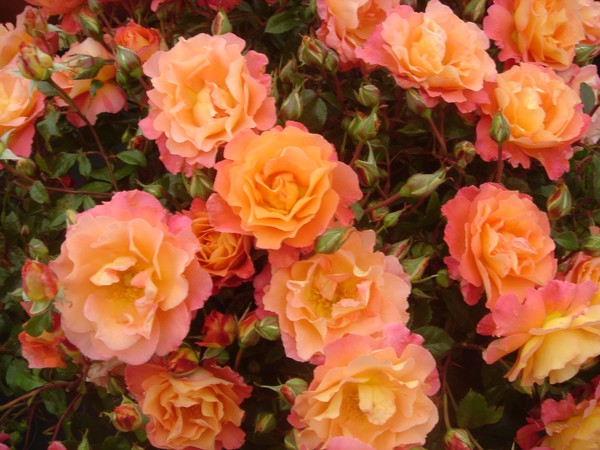 A Grandier of roses