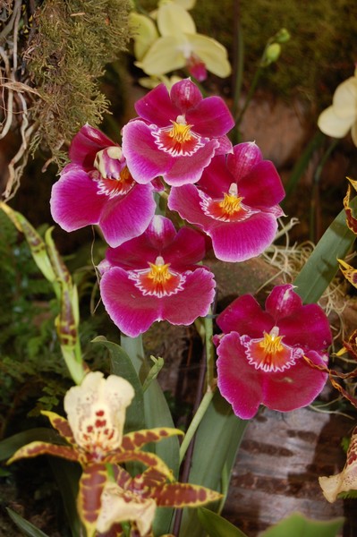 Red orchids