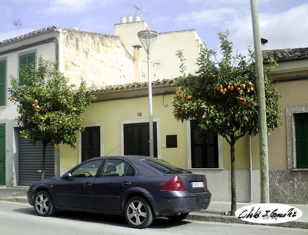 Orange Trees On A Spanish City Street