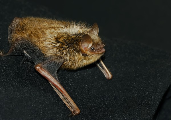 Little brown bat