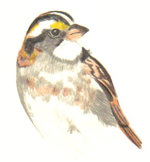 Wild Bird