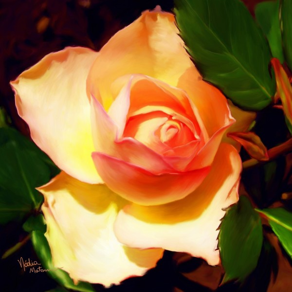 orange rose