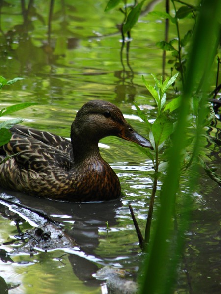 duck duck ...