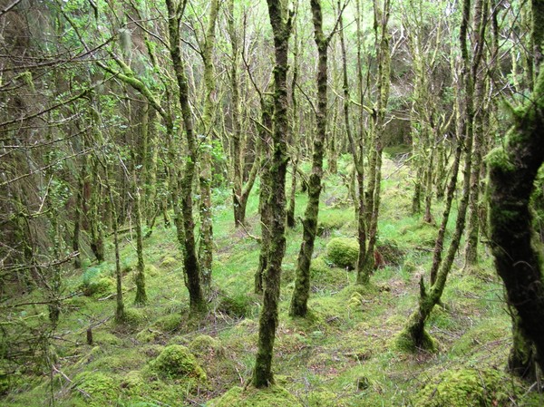 Woods of Ireland