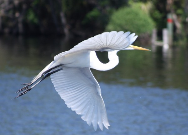 Wings on the River