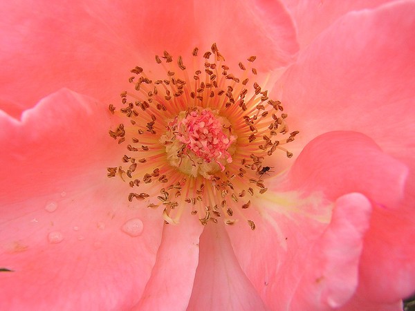 Roses