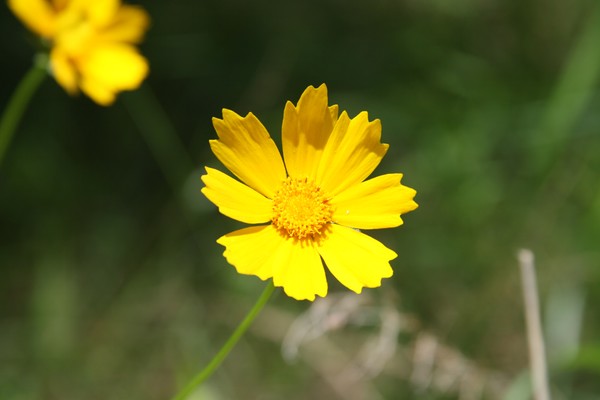 Ox-Eye Sunflower