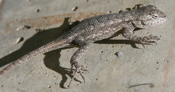 Lizard on a hot spot
