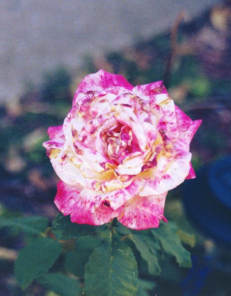 Tainted Beauty