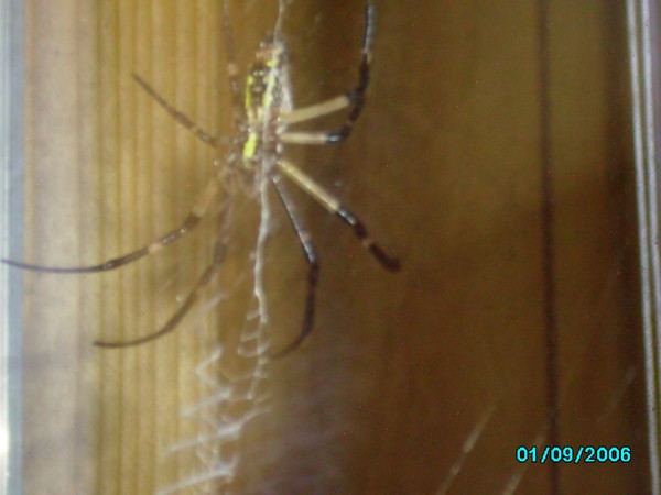 spider